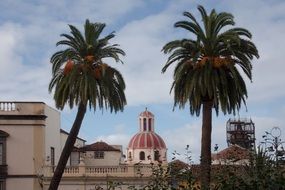 landscape of church in city behind palm trees, spain, tenerife, la orotava
