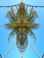 palm tree top at sky, digital art