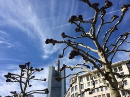 beautiful plane trees