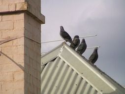perched pigeons on the roof