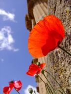 poppy flower and temple