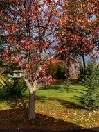 autumn tree in the sun