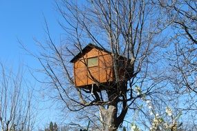 small house on big bare tree, italy