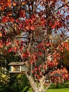 Bird house on a tree in autumn foliage