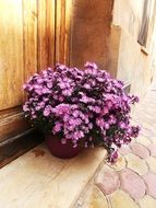 potted flowers on street at entrance door