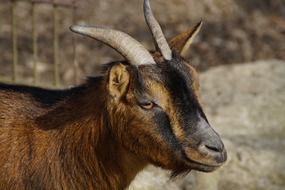 head of goat with horns