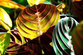 leaves of the Maranta in the sun