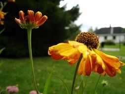 coneflower in a garden