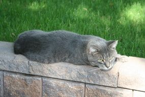 Grey domestic kitty in a park