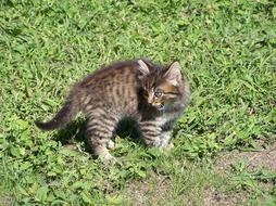 angry young cat on green grass