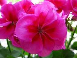 Pink geranium flowers in a pot