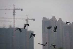 flying birds at high-rise buildings under construction, china, changsha