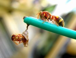 two wasps building nest