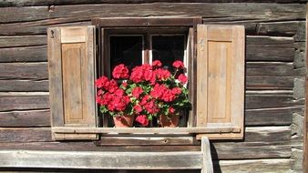 red flowers in a pot on the window