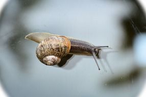 snail animal on the window close-up