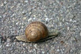 helix pomatia, snail at grey ground