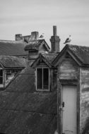 seagulls on a rooftop in black and white