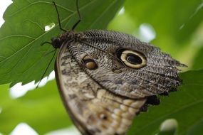 exotic owl butterfly