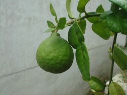 Lime on the tree