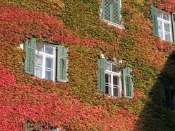 window on the wall entwined with a vine