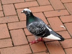 City pigeon bird