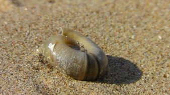 sea snail on a sand