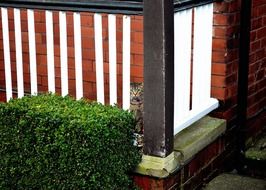 cat looking through fence