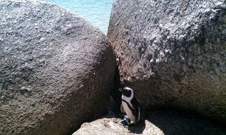 penguin among stones at sea, south africa, cape town, bolders beach