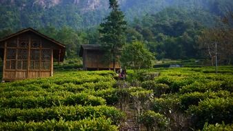 Houses on a tea garden