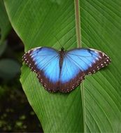 blue butterfly with a black rim on a green leaf