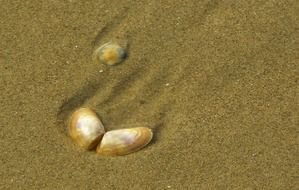 shells on a sand beach as a jewels