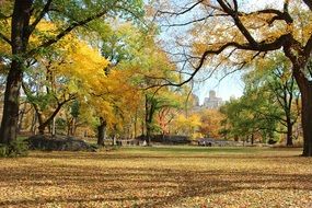 autumn central park manhattan