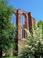 monastery ruins at spring flowers, germany, stralsund