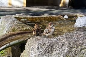 beautiful sparrows