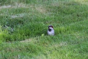 sparrow on a grass