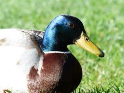 portrait of drake on the grass