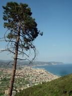 Landscape of Tree on a green hill
