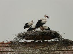 storks in the nest on the roof