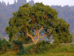 Birds on the tree in Slovenia