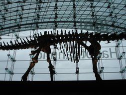 dinosaur skeleton in a train station lobby in berlin