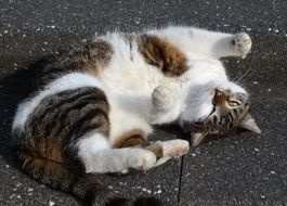 cat lying at floor looking up