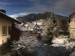 forest in the village on christmas eve