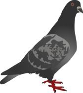 painted gray dove with red paws