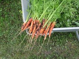 new carrots from a vegetable garden
