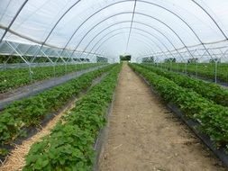 green beds in the greenhouse