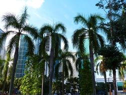 palm trees in front of city, malaysia, kuala lumpur