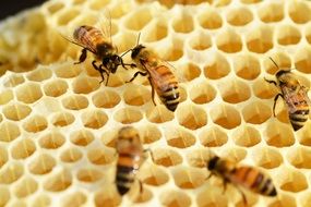 hardworking bees make honey in honeycombs
