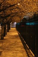 Black fence near the trees at night