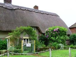 green plants near thatched house