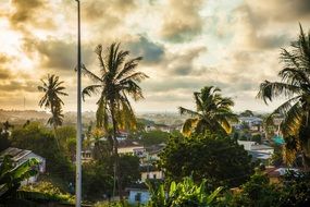 landscape of tropical palm trees